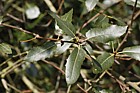 Quercus wislizeni