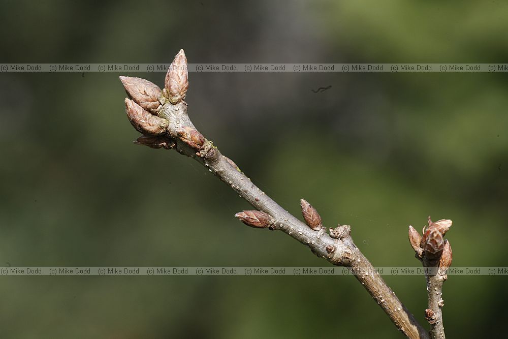 Quercus x mannifera