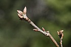 Quercus x mannifera