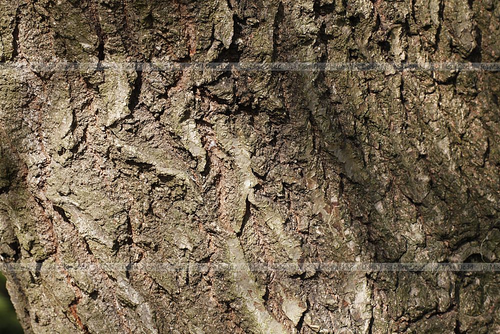 Quercus x mannifera