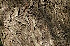 Quercus x mannifera