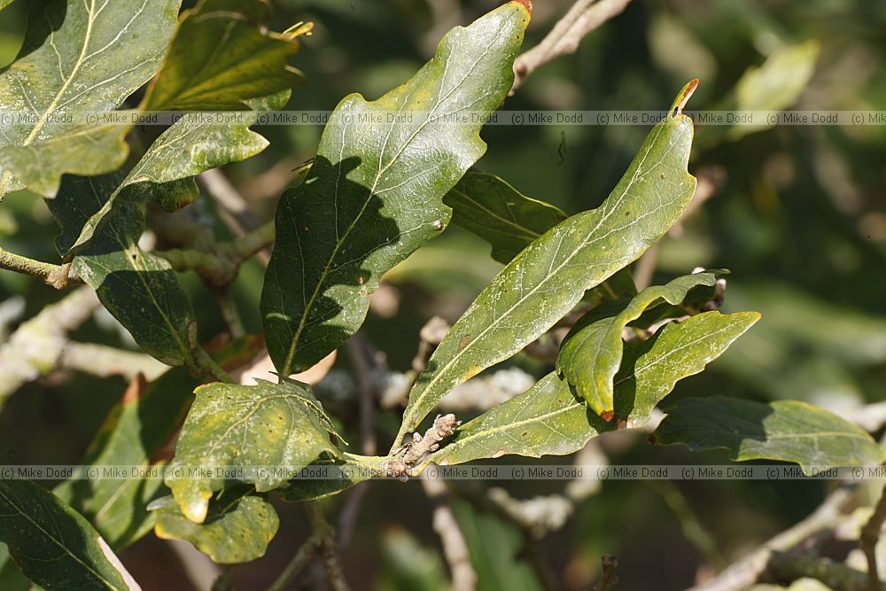 Quercus x turneri Turners Oak