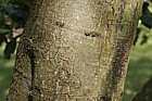 Quercus x turneri Turners Oak