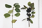 Rhamnus cathartica Buckthorn
