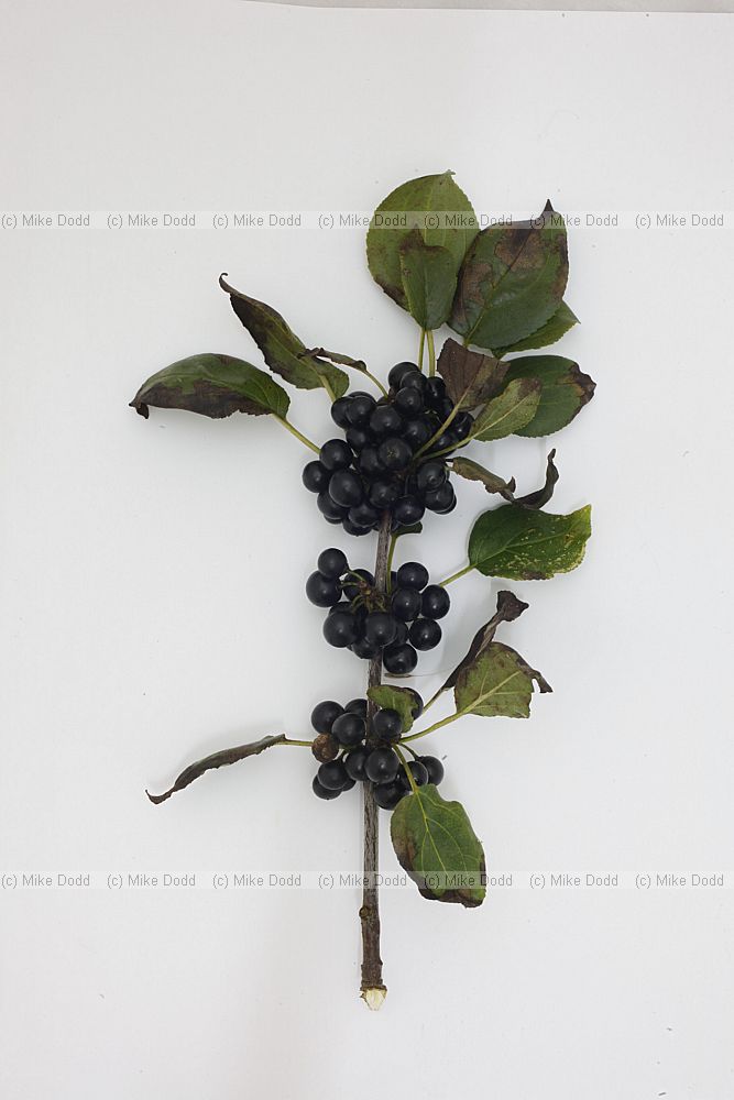 Rhamnus cathartica Buckthorn