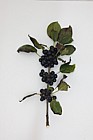 Rhamnus cathartica Buckthorn