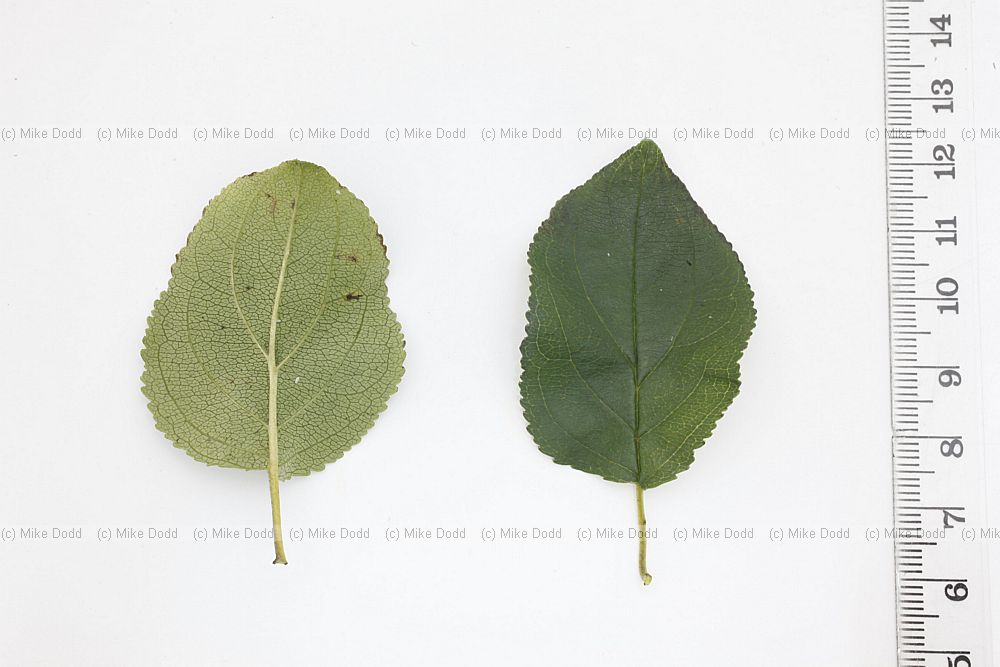 Rhamnus cathartica Buckthorn