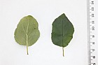 Rhamnus cathartica Buckthorn