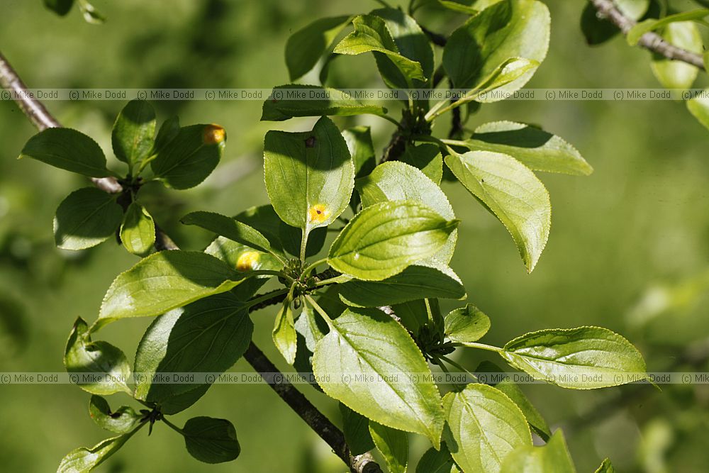 Rhamnus costatus Buckthorn