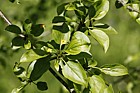 Rhamnus costatus Buckthorn