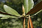 Rhododendron rex ssp arizelum