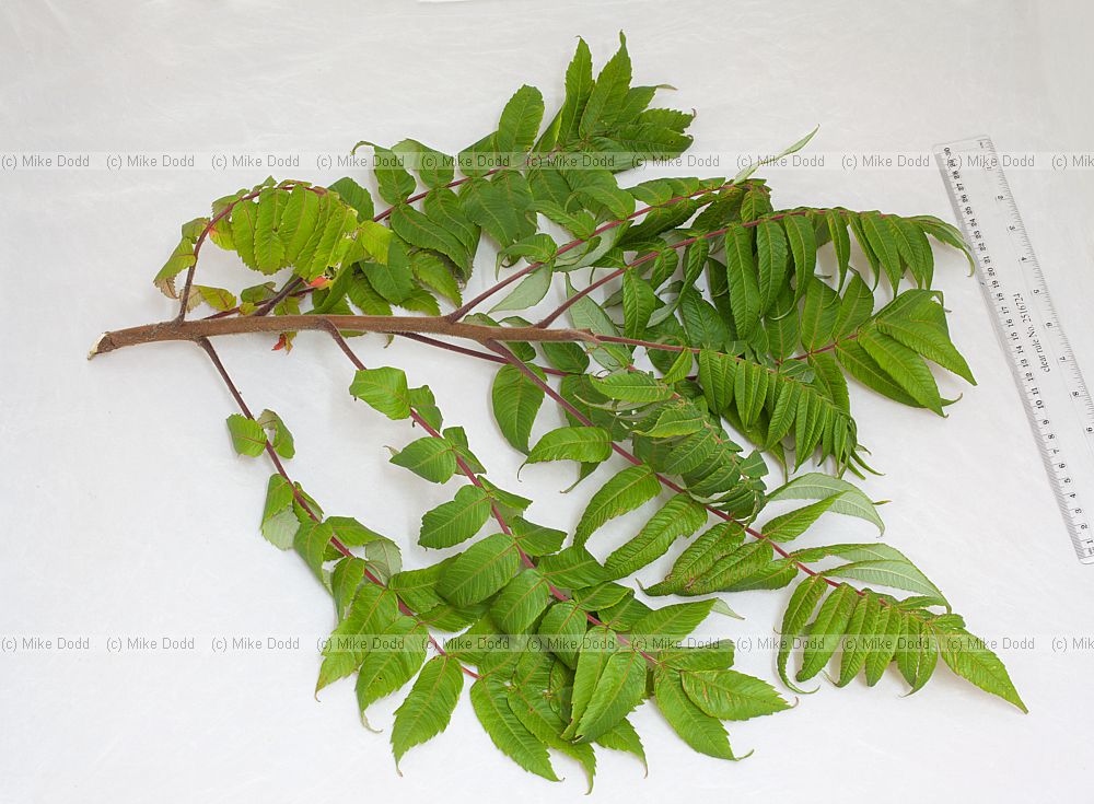 Rhus typhina Stag's-horn Sumach