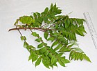 Rhus typhina Stag's-horn Sumach