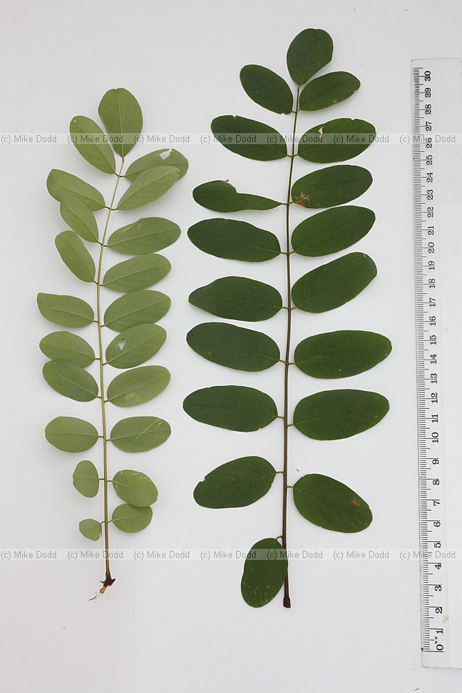 Robinia pseudacacia False Acacia