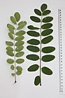 Robinia pseudacacia False Acacia