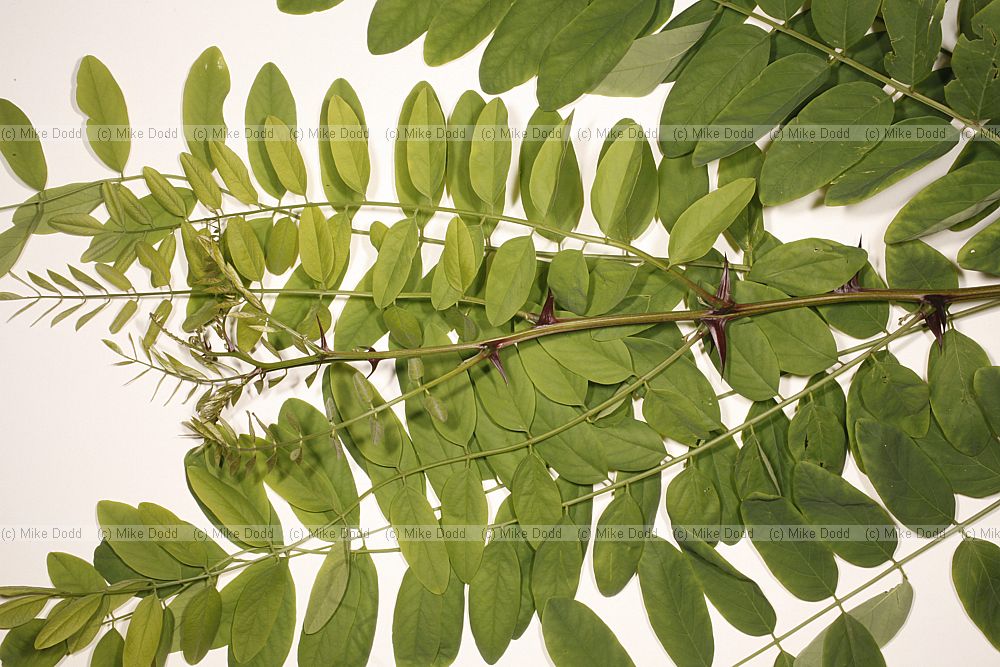 Robinia pseudoacacia False Acacia vigerous young shoot from where a healthy tree was cut down