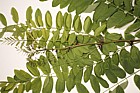 Robinia pseudoacacia False Acacia vigerous young shoot from where a healthy tree was cut down