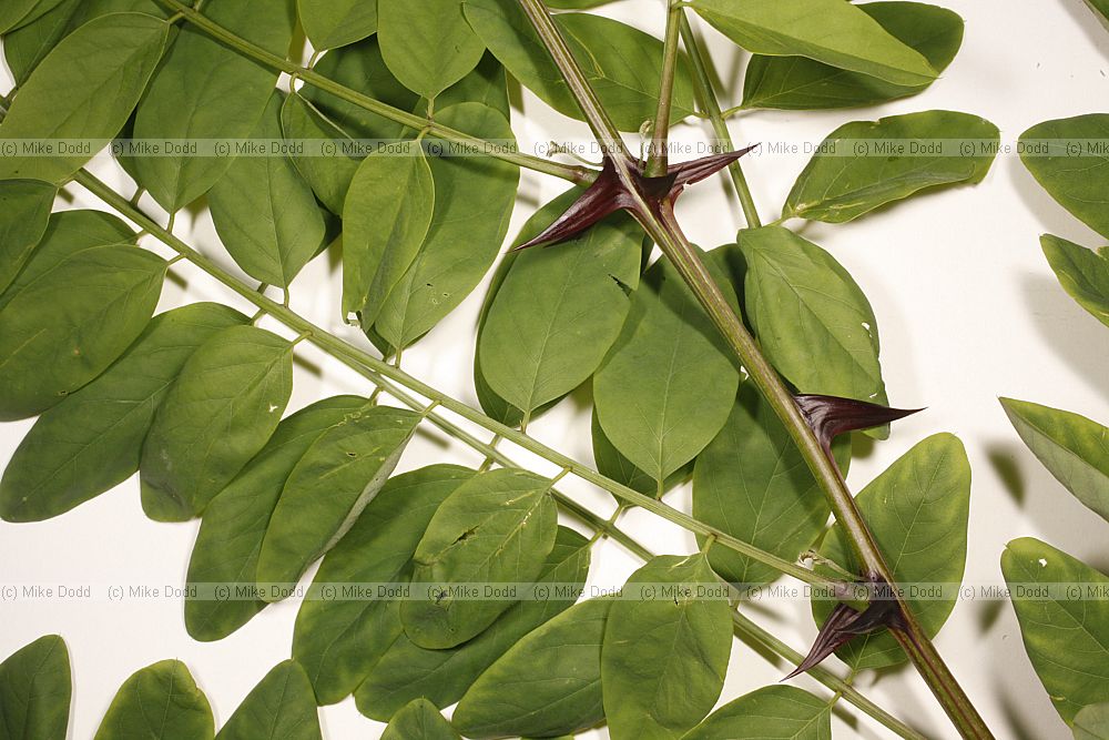 Robinia pseudoacacia False Acacia vigerous young shoot from where a healthy tree was cut down