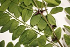 Robinia pseudoacacia False Acacia vigerous young shoot from where a healthy tree was cut down