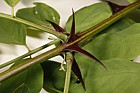 Robinia pseudoacacia False Acacia vigerous young shoot from where a healthy tree was cut down