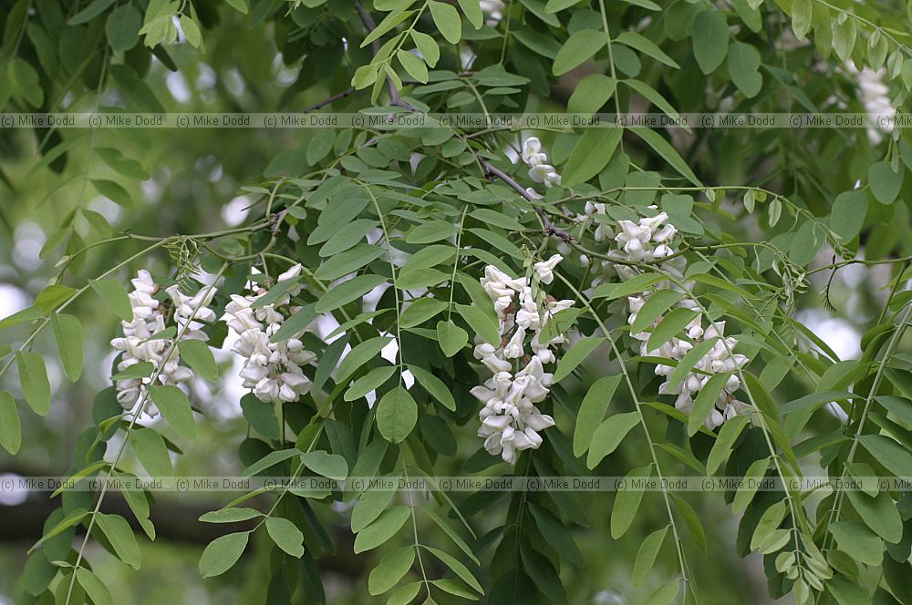Robinia pseudoacacia False Acacia