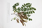 Robinia pseudoacacia False Acacia