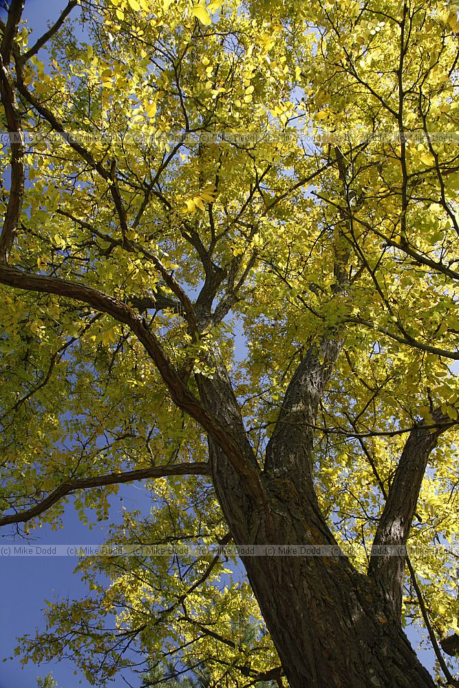 Robinia pseudoacacia 'Frisia'