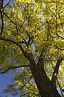 Robinia pseudoacacia 'Frisia'