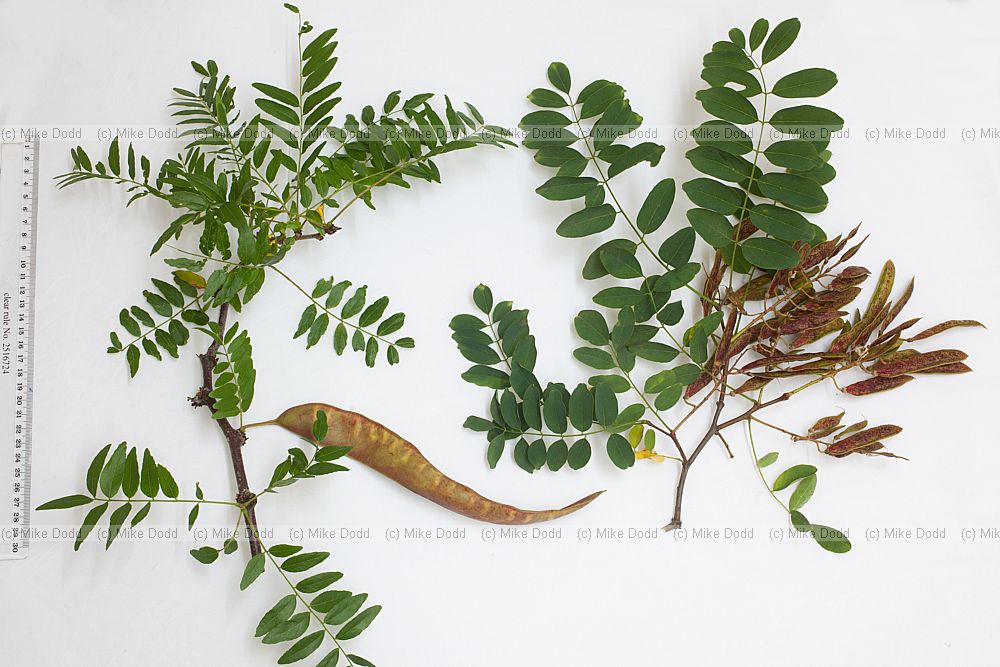Robinia pseudoacacia False Acacia on right and Gleditsia triacanthos Honey locust on the left