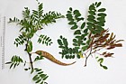 Robinia pseudoacacia False Acacia on right and Gleditsia triacanthos Honey locust on the left