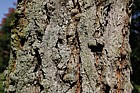 Robinia viscosa Clammy Locust