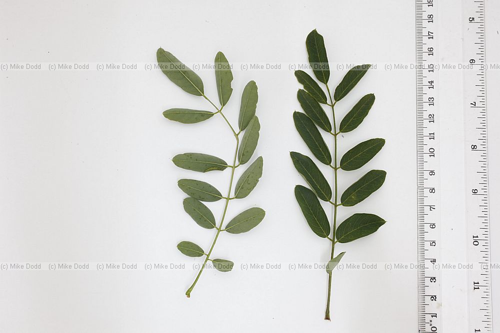 Robinia x slavinii 'Hillieri' Rose Acacia Tree (?)