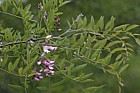 Robinia x slavinii 'Hillieri' Rose Acacia Tree (?)