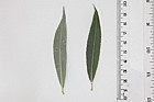 Salix alba White Willow