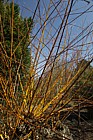 Salix alba 'Britzensis'
