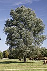 Salix alba var caerulea Cricket-bat Willow plantation with grazing cattle