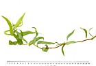 Salix babylonica var pekinensis 'Tortuosa' Corkscrew Willow