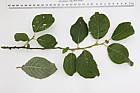 Salix caprea Goat Willow