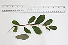 Salix cinerea ssp. oleifolia Grey Sallow