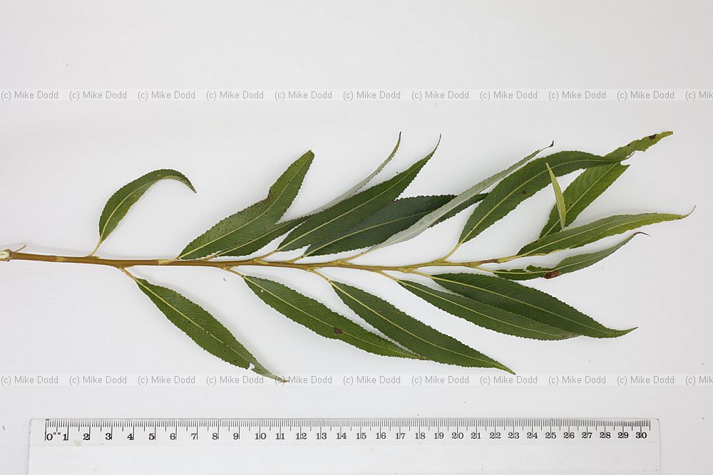Salix fragilis Crack Willow
