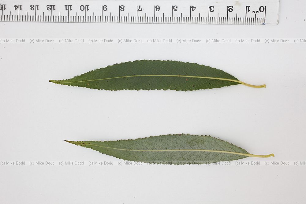 Salix fragilis Crack Willow