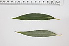 Salix fragilis Crack Willow