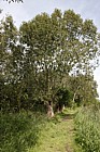 Salix pentandra Bay Willow