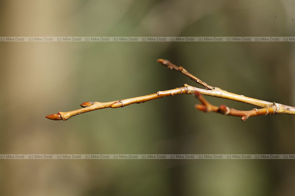 Salix pentandra