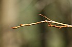 Salix pentandra