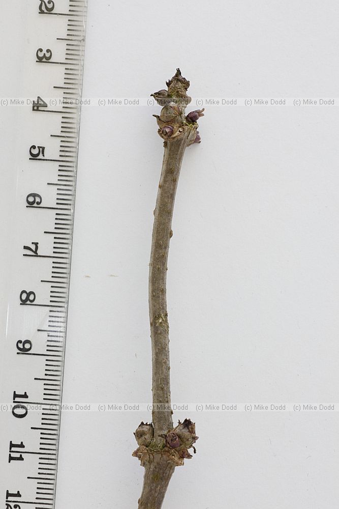 Sambucus niger Elder