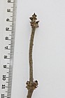 Sambucus niger Elder