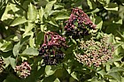 Sambucus niger Elder with berries