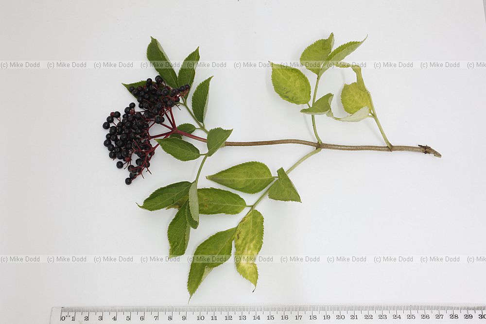 Sambucus nigra Elder