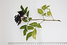 Sambucus nigra Elder